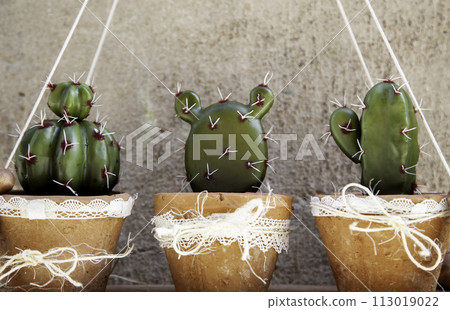Detail of desert plants in a house, nature 113019022