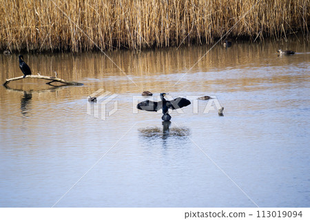 River cormorant on the Shinano River/Yasuragi Embankment 113019094
