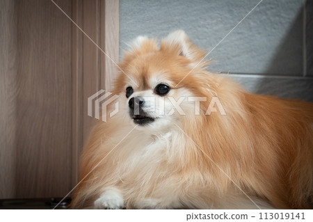 thinking pomeranian 113019141