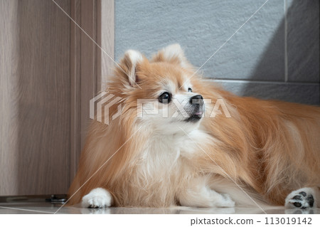 Pomeranian turning around 113019142