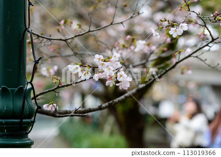 Flower Michi 113019366