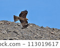 black kite flying over rocks 113019617