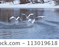 A swan flying 113019618
