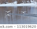 A flying swan 113019620