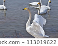 Swan spreading feathers 113019622