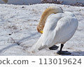 Adult whooper swan, preening and spreading its wings 113019624