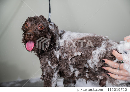 Woman shampooing brown mini poodle in grooming salon.  113019720