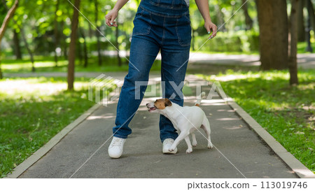 Jack Russell Terrier performs a snake command for the owner. Dog runs between female legs outdoors.  113019746