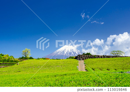 富士山和茶園 113019846