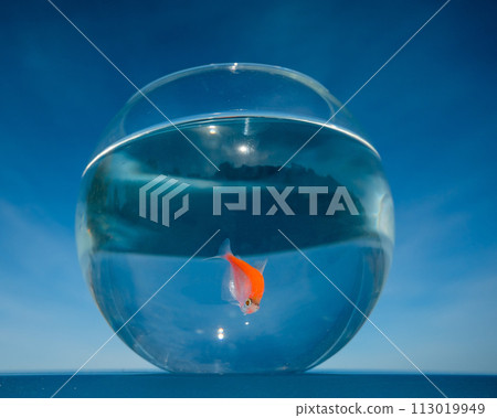 A goldfish swims in a round aquarium against a blue sky.  113019949