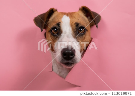 Funny dog jack russell terrier tore pink paper background. Funny dog jack russell terrier tore pink paper background. 113019971