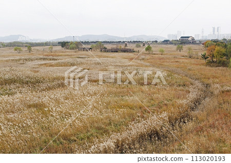 reed, reed, 113020193