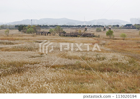 reed, reed, 113020194