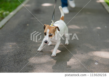 Jack Russell Terrier dog pulls hard on the leash while walking in the park.  113020216