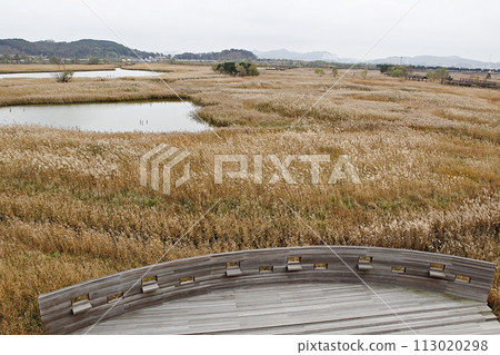 reed, reed, 113020298