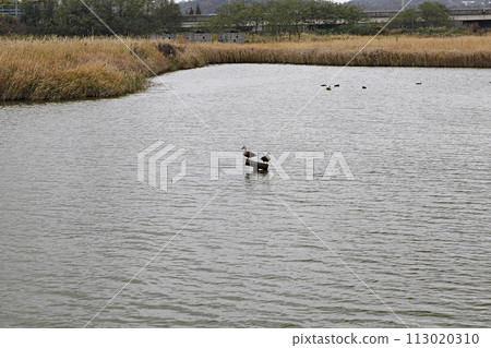 reed, 113020310