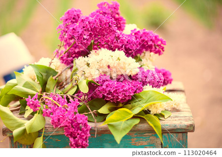 Spring or summer background. A bouquet of lilacs and yellow tulips on a wooden chair. Beautiful flowers on a green background. Spring or summer background. A bouquet of lilacs and yellow tulips on a wooden chair. Beautiful flowers on a green background. 113020464