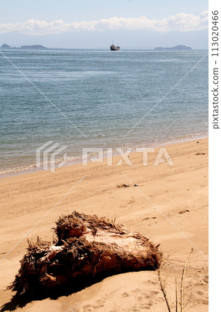 Driftwood washed up on the shore of Kurushima Strait Driftwood washed up on the shore of Kurushima Strait 113020466