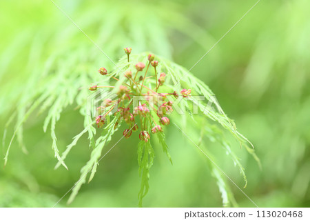 Momiji flowers Momiji flowers 113020468