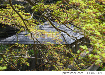 Momiji flowers 113020471