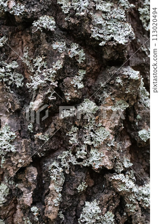 Vertical texture of an old tree. Oak tree bark. Vertical texture of an old tree. Oak tree bark. 113020494