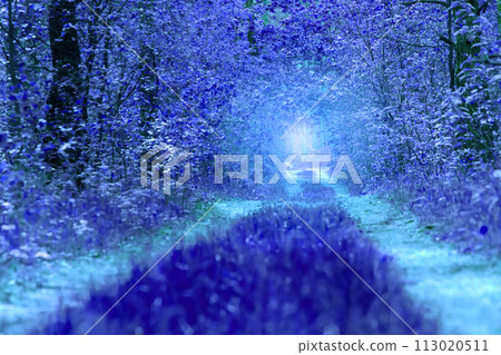 Fairytale blue forest background. Fairytale blue forest background. 113020511