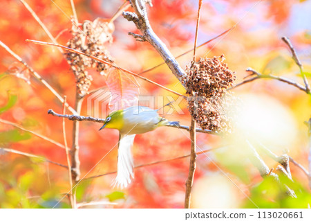 充滿活力的秋天樹葉和可愛的繡眼鳥(繡眼鳥家族)。位於日本神奈川縣相模原市隼人川森林大道。 2023 年 12 月 充滿活力的秋天樹葉和可愛的繡眼鳥(繡眼鳥家族)。位於日本神奈川縣相模原市隼人川森林大道。 2023 年 12 月 113020661