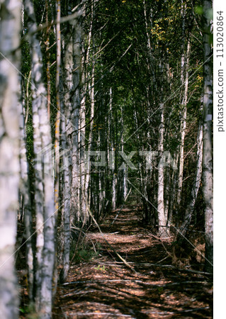 Vertically birch forest with a walkway.The background is a gloomy and dramatic forest. Vertically birch forest with a walkway.The background is a gloomy and dramatic forest. 113020864