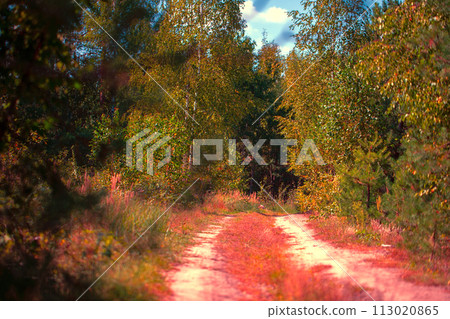 Beautiful forest with a bright path.The background is a gloomy and dramatic forest. Beautiful forest with a bright path.The background is a gloomy and dramatic forest. 113020865