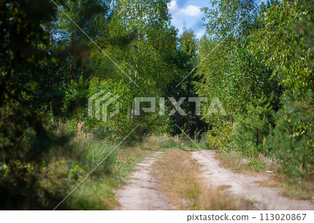 Beautiful forest with with a forest walkway. 113020867