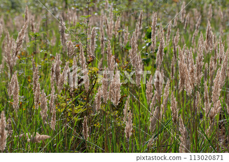 Green meadow grass background. Field and meadow grasses. 113020871