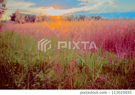 Beautiful landscape. Beautiful sunrise on an unusual meadow. 113020895