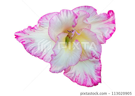 Beautiful pink gladiolus on a white background. 113020905
