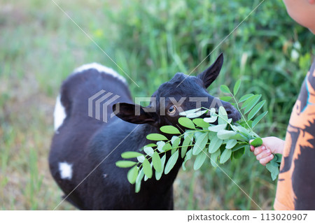 Hands of the child feed the goat with grass. Pet care. Hands of the child feed the goat with grass. Pet care. 113020907