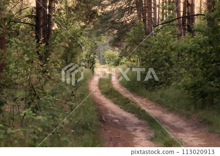 Background with forest and footpath in vintage style. 113020913