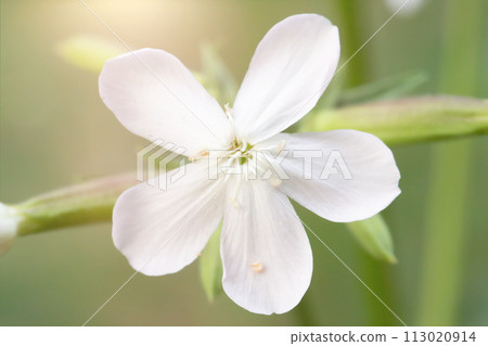 Delicate white flower close-up on a green background. 113020914