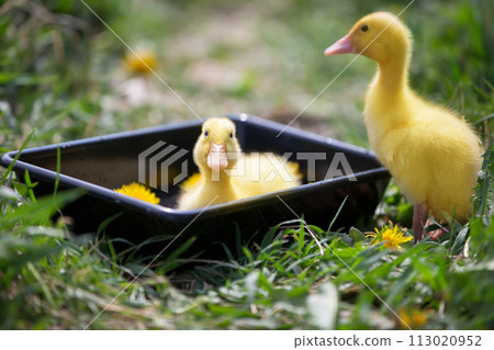 Two yellow ducklings on a background of green grass. 113020952