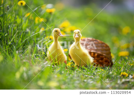 Two yellow ducklings on a background of green grass. Two yellow ducklings on a background of green grass. 113020954