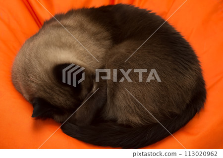 Thai cat sleeps curled up on an orange background. 113020962