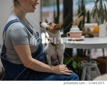 Jack Russell Terrier sitting on the lap of the owner in a cafe. Pregnant woman drinking coffee in dog friendly cafe. 113021073