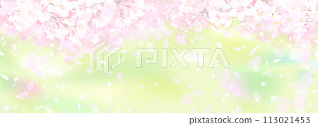 櫻花和新鮮的綠色 櫻花和新鮮的綠色 113021453