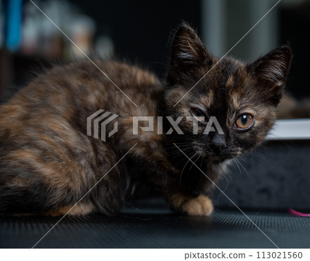 Small motley kitten in a grooming salon. Small motley kitten in a grooming salon. 113021560