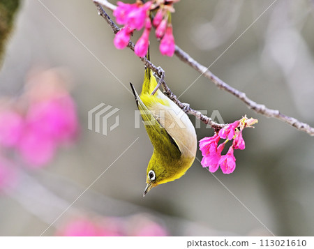 Invert upsetted Invert upsetted 113021610