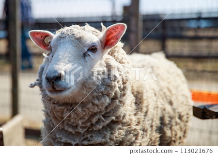 羊在牧場上 113021676