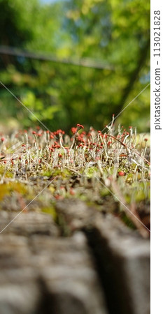 Corekami moss spreading on the rock Corekami moss spreading on the rock 113021828