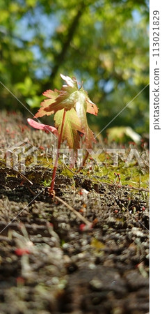 Autumn leaves grown from seeds 113021829