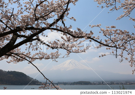 富士山背後的櫻花盛開，背景是富士山 113021974