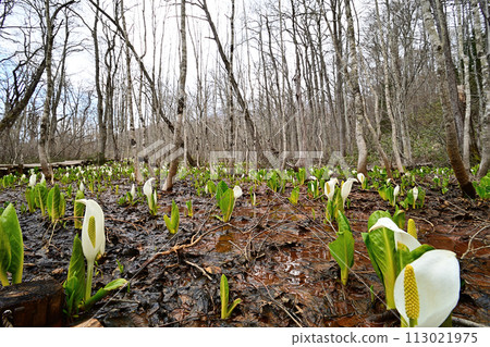 Mizubasho盛開的濕地 Mizubasho盛開的濕地 113021975