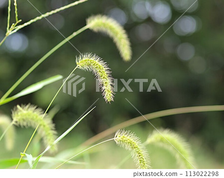 Ecological photograph of green foxtail 113022298