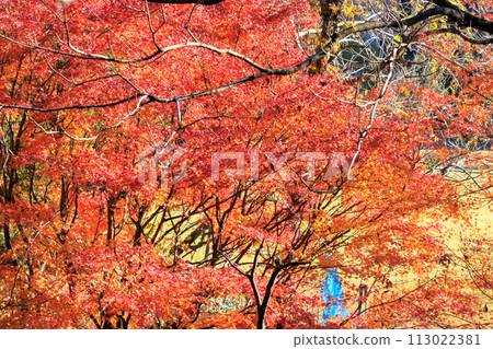 美麗明亮的秋葉。位於日本神奈川縣相模原市隼人川森林大道。拍攝於 2023 年 12 月 3 日。維 113022381